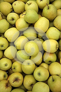 Golden Delicious Apples in Trentino. Italy