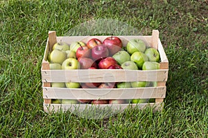 Golden Delicious, Gala and Granny Smith apples in a farmers market crate, Serbia