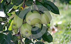 Golden delicious Michigan apples