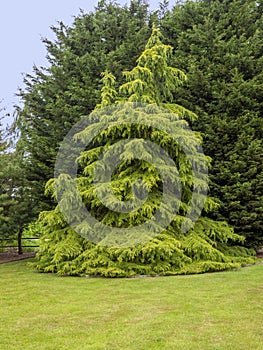 Golden Deodar cedar tree in a garden