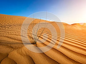 Golden desert sand during sunset as background