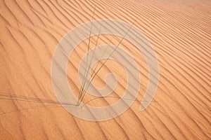 Golden  desert sand texture as background.