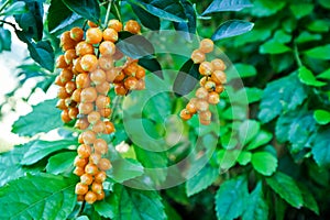 Golden Dew Drop, Pigeon Berry, Sky Flower, Duranta erecta , The