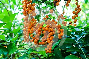 Golden Dew Drop, Pigeon Berry, Sky Flower, Duranta erecta , The