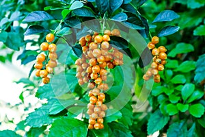 Golden Dew Drop, Pigeon Berry, Sky Flower, Duranta erecta , The