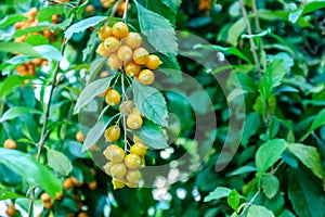 Golden Dew Drop, Pigeon Berry, Sky Flower, Duranta erecta , The photo