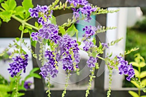 Golden Dew Drop, Pigeon Berry, Sky Flower & x28; Duranta erecta & x29;, Th