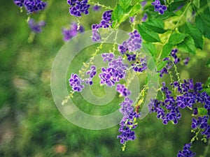 Golden Dewdrop, Crepping Sky Flower, Pigeon Berry. By Thai people called candle drops. It is a purple flower.