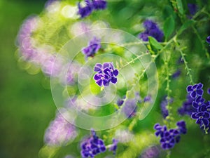 Golden Dewdrop, Crepping Sky Flower, Pigeon Berry. By Thai people called candle drops. It is a purple flower.