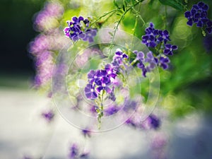 Golden Dewdrop, Crepping Sky Flower, Pigeon Berry. By Thai people called candle drops. It is a purple flower.