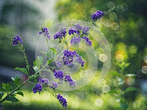 Golden Dewdrop, Crepping Sky Flower, Pigeon Berry. By Thai people called candle drops. It is a purple flower.