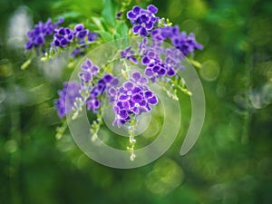 Golden Dewdrop, Crepping Sky Flower, Pigeon Berry. By Thai people called candle drops. It is a purple flower.