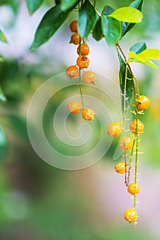 Golden dewdrop, Duranta erecta .