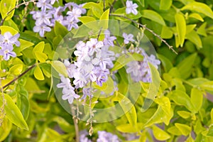 Golden dewdrop or Duranta repens L