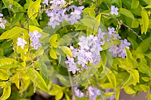 Golden dewdrop (Duranta repens L