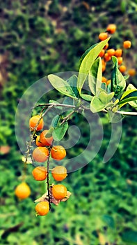 golden dewdrop fruits