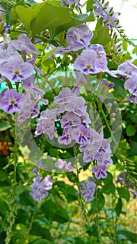 Golden dewdrop, sky flower or pigeon berry, Duranta erecta