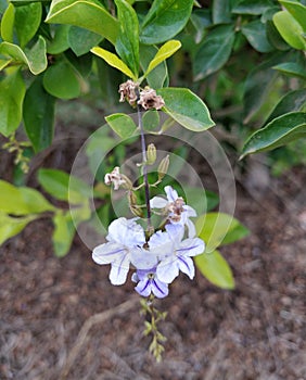 Golden dewdrop, sky flower or pigeon berry, Duranta erecta