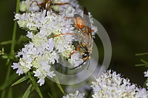 Golden digger wasp foraging for nectar on mountain mint flowers.