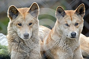 Golden dingos