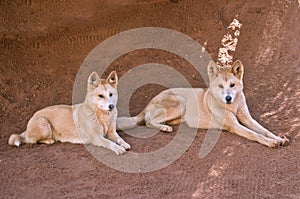 Golden dingos