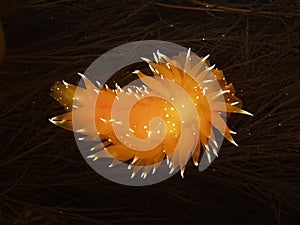 Golden dirona nudibranch