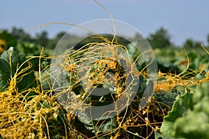 Golden dodder (Cuscuta campestris) on sugar beet plant. photo