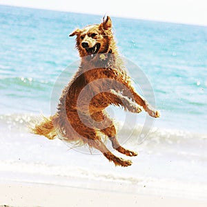 Golden dog jumping on beach photo