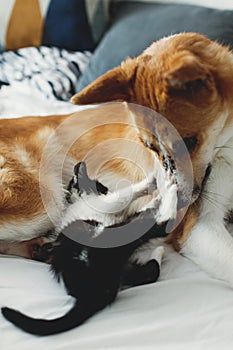Golden dog playing with cute kitty on bed with pillows in styli