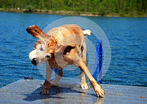 Golden Dog Shakes off Blue Water
