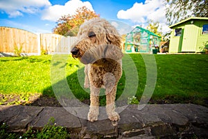 Golden Doodle Breed Dog