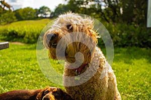 Golden Doodle Breed Dog