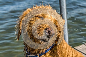 Golden Doodle on Dock - Wet and Self-satisfied