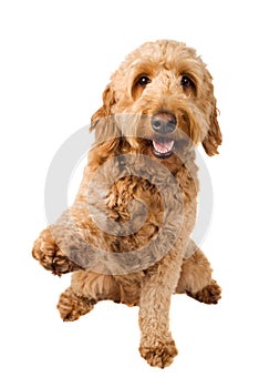 Golden Doodle Dog