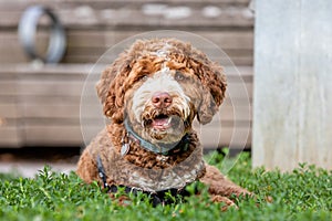 GOLDEN DOODLE DOG IN DOG PARK