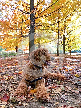 GOLDEN DOODLE DOG IN DOG PARK