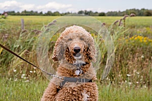 GOLDEN DOODLE DOG IN FIELD