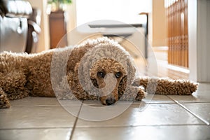 GOLDEN DOODLE DOG AT HOME