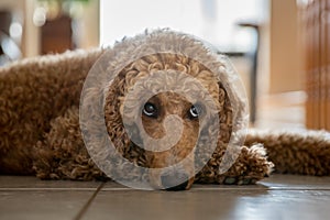 GOLDEN DOODLE DOG AT HOME