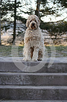 A golden doodle dog