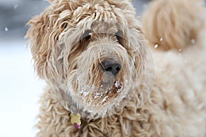 A golden doodle dog in the snow