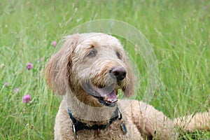 Golden Doodle Lying in a Summer Meadow photo