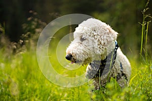 Golden doodle posing