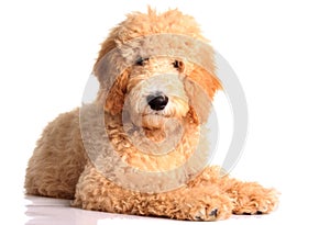 Golden doodle puppy