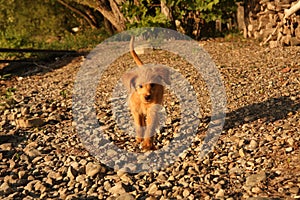 Golden doodle puppy running on beach