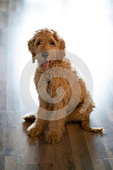 Golden doodle puppy staring at camera happily while sitting on floor