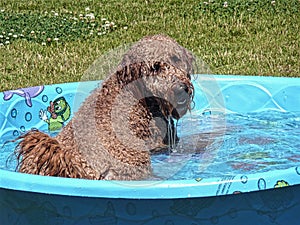 Golden Doodle in Swimming Pool