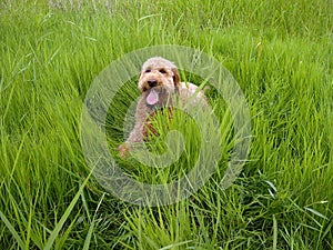 Golden Doodle in Tall Grass