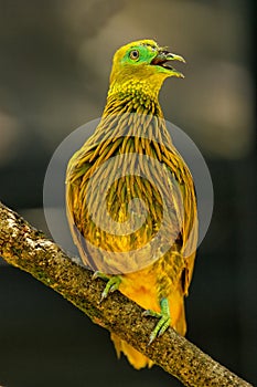 Golden dove sitting on a tree, Viti Levu Island, Fiji