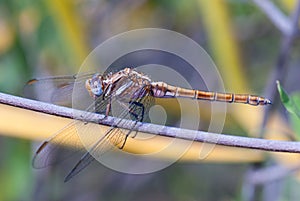 Golden dragonfly